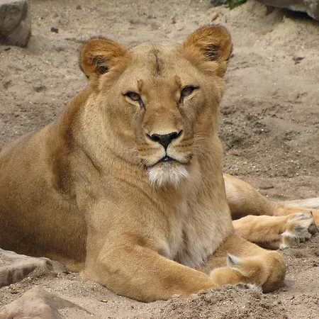 Short Group Dapper Market Serviced Amesterdão