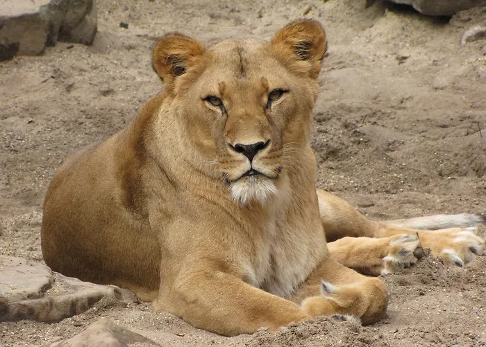 Short Group Dapper Market Serviced Ámsterdam